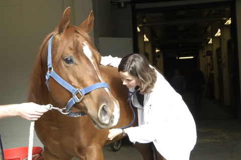 Veterinarian listening to a horse with a stethescope.